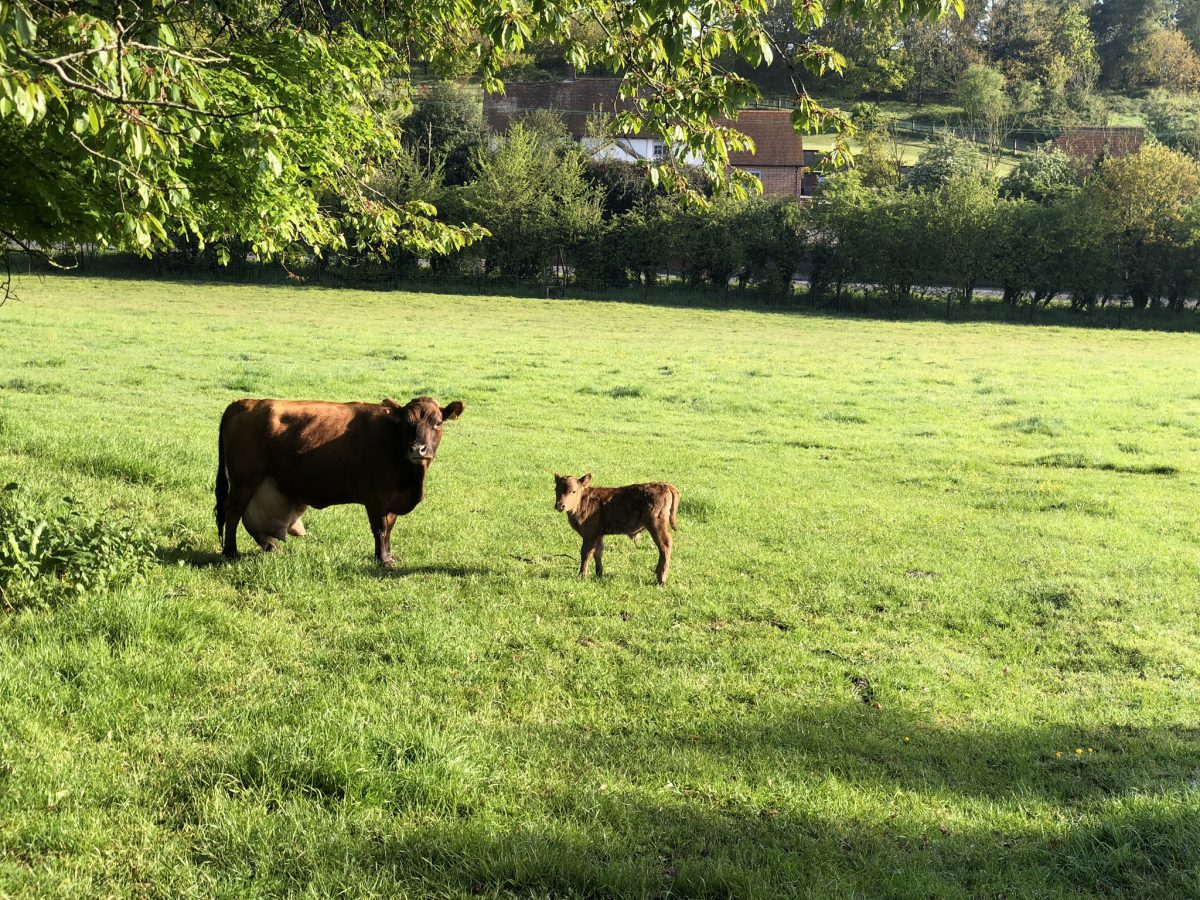 First calf of the year