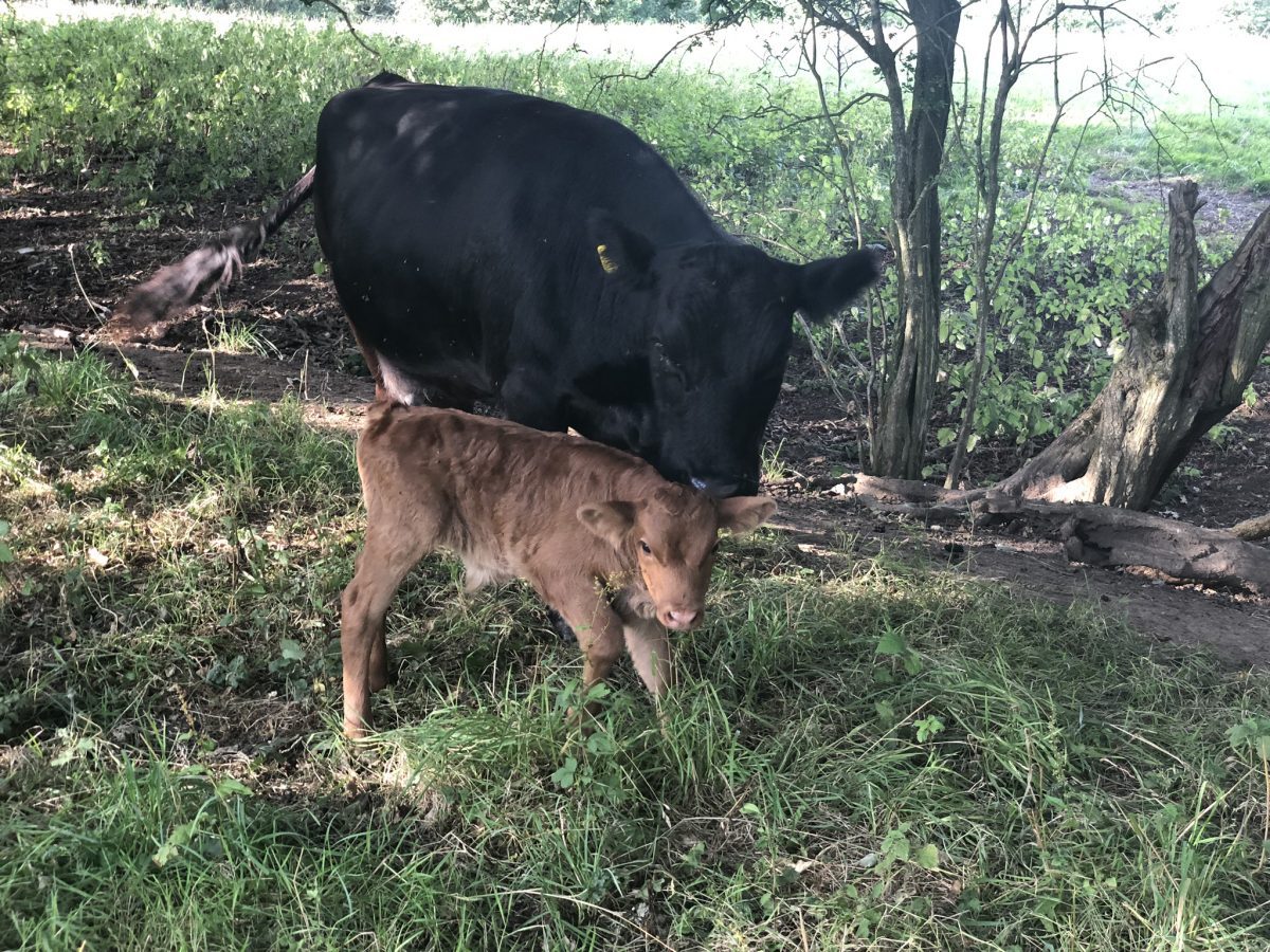 Another Calf